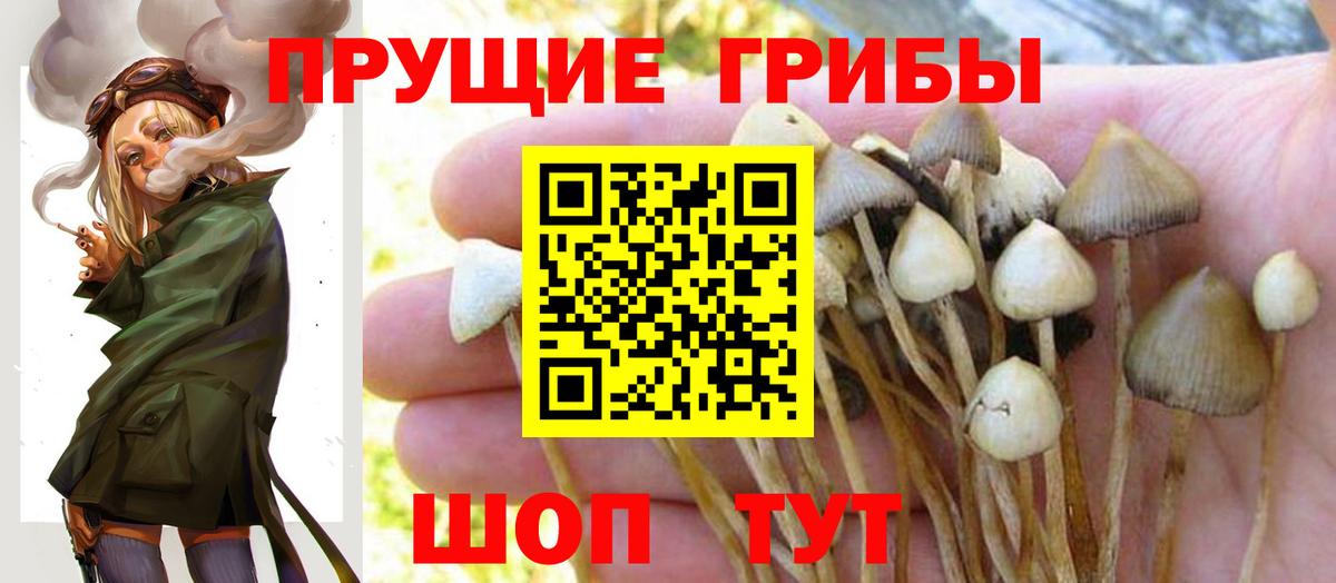 Псилоцибиновые грибы Psilocybine cubensis Семёнов